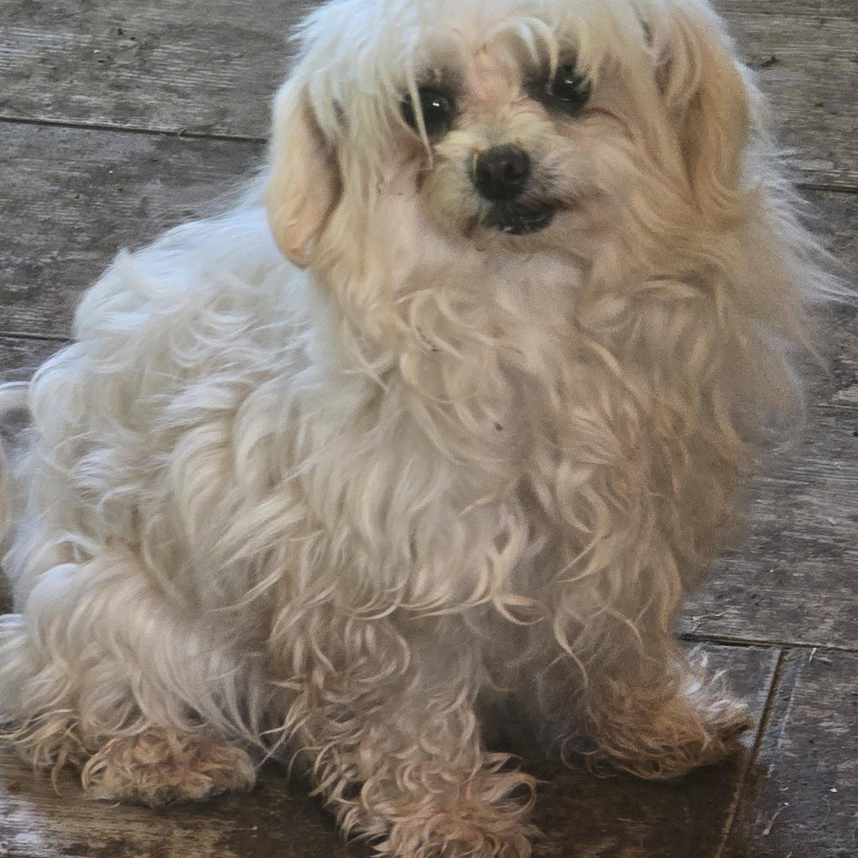 Sweet pea, adopted, Adult Female Maltese.