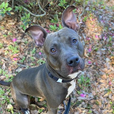 Enlarge Captain Bobby Nash, a Adoptable Mixed Breed in Jacksonville, FL image 1/1