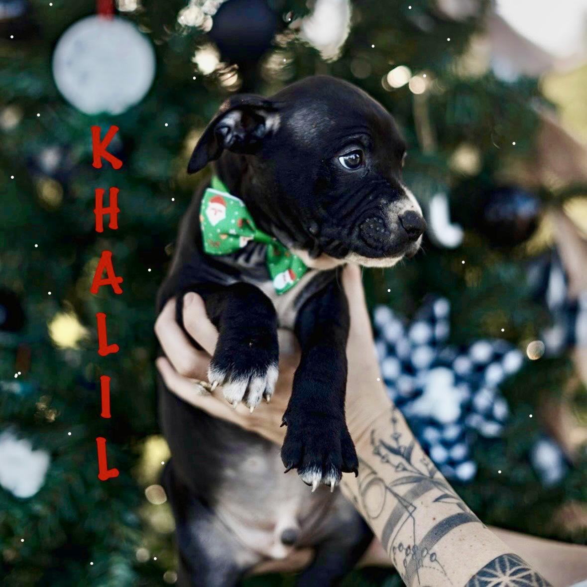 Khalil, ADOPTABLE, Puppy Male American Staffordshire Terrier & Pit Bull Terrier.