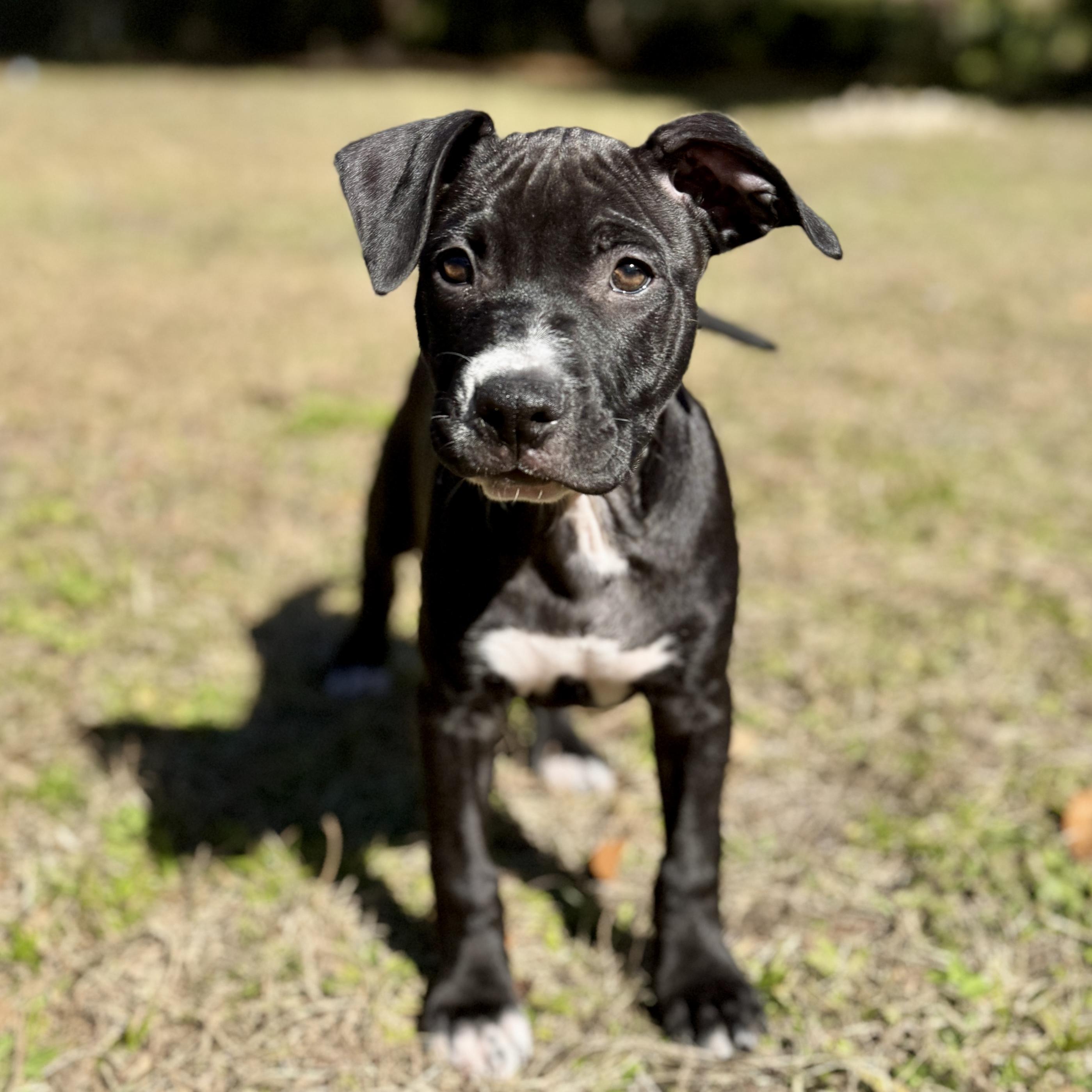 Khalil, ADOPTABLE, Puppy Male American Staffordshire Terrier & Pit Bull Terrier.