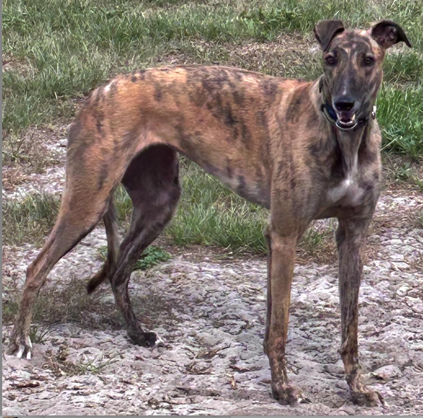 Mocktail (Moxie), Adoptable, Adult Female Greyhound.