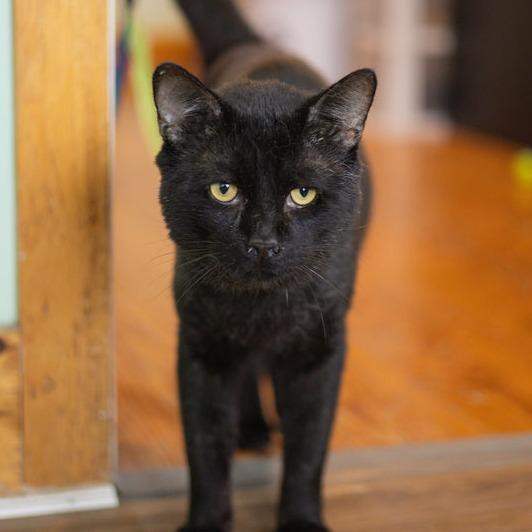 Velcro, Adoptable, Senior Male Domestic Short Hair.