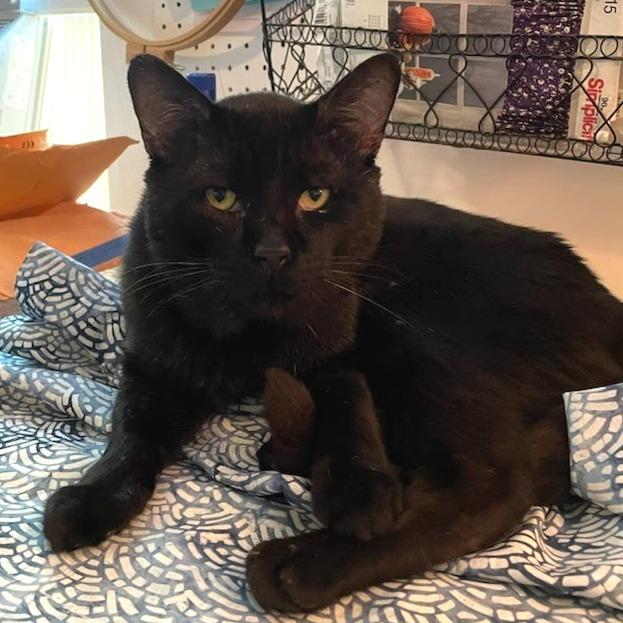Velcro, a Adoptable Domestic Short Hair in Brimfield, MA image 1/2
