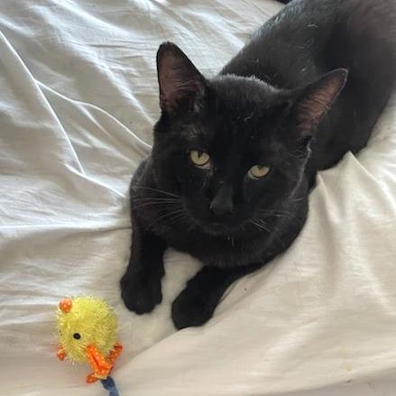 Velcro, a Adoptable Domestic Short Hair in Brimfield, MA image 2/2