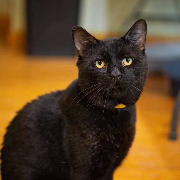 Enlarge Velcro, a Adoptable Domestic Short Hair in Brimfield, MA image 4/4