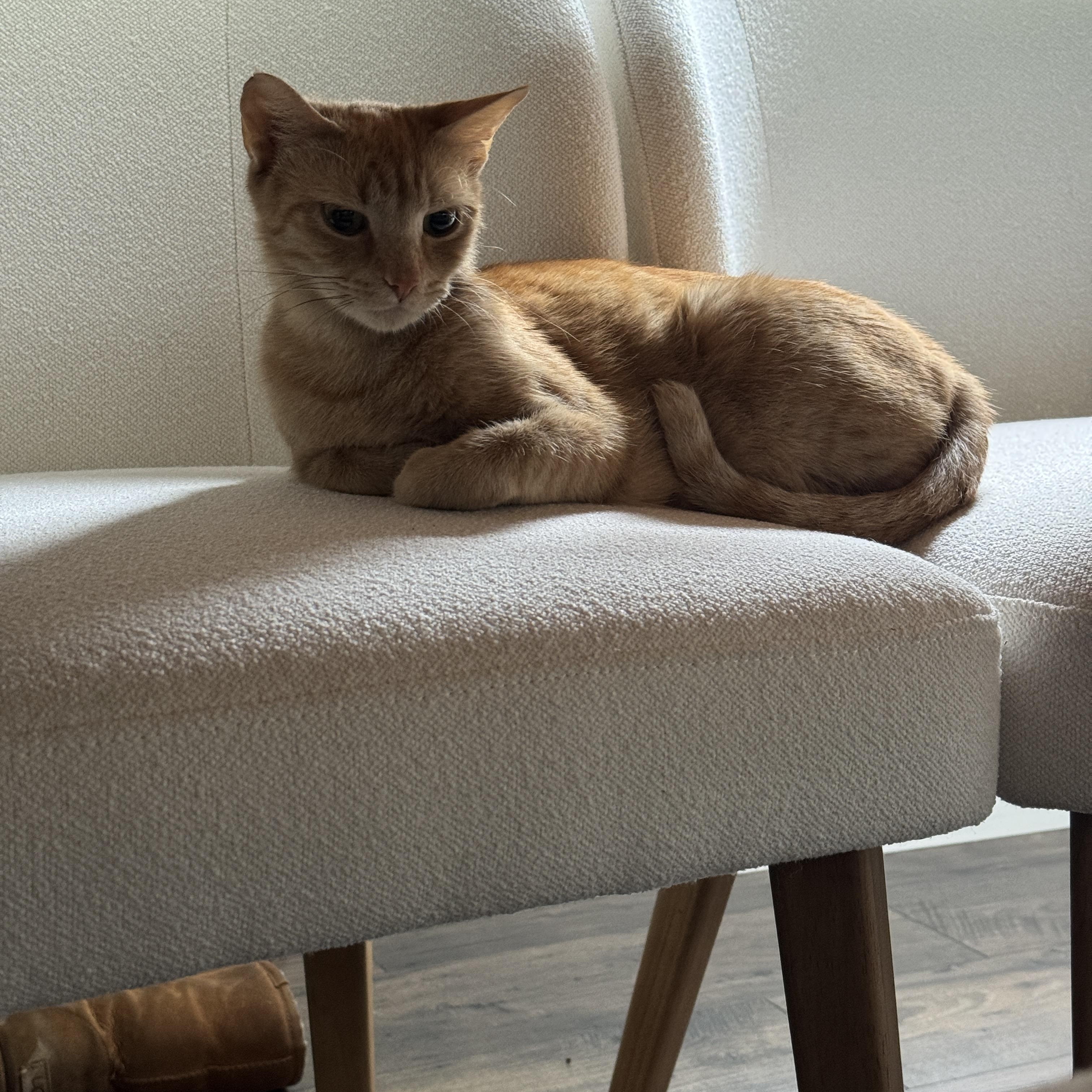 PHOENIX, a Adoptable American Shorthair in Providence , RI image 4/6