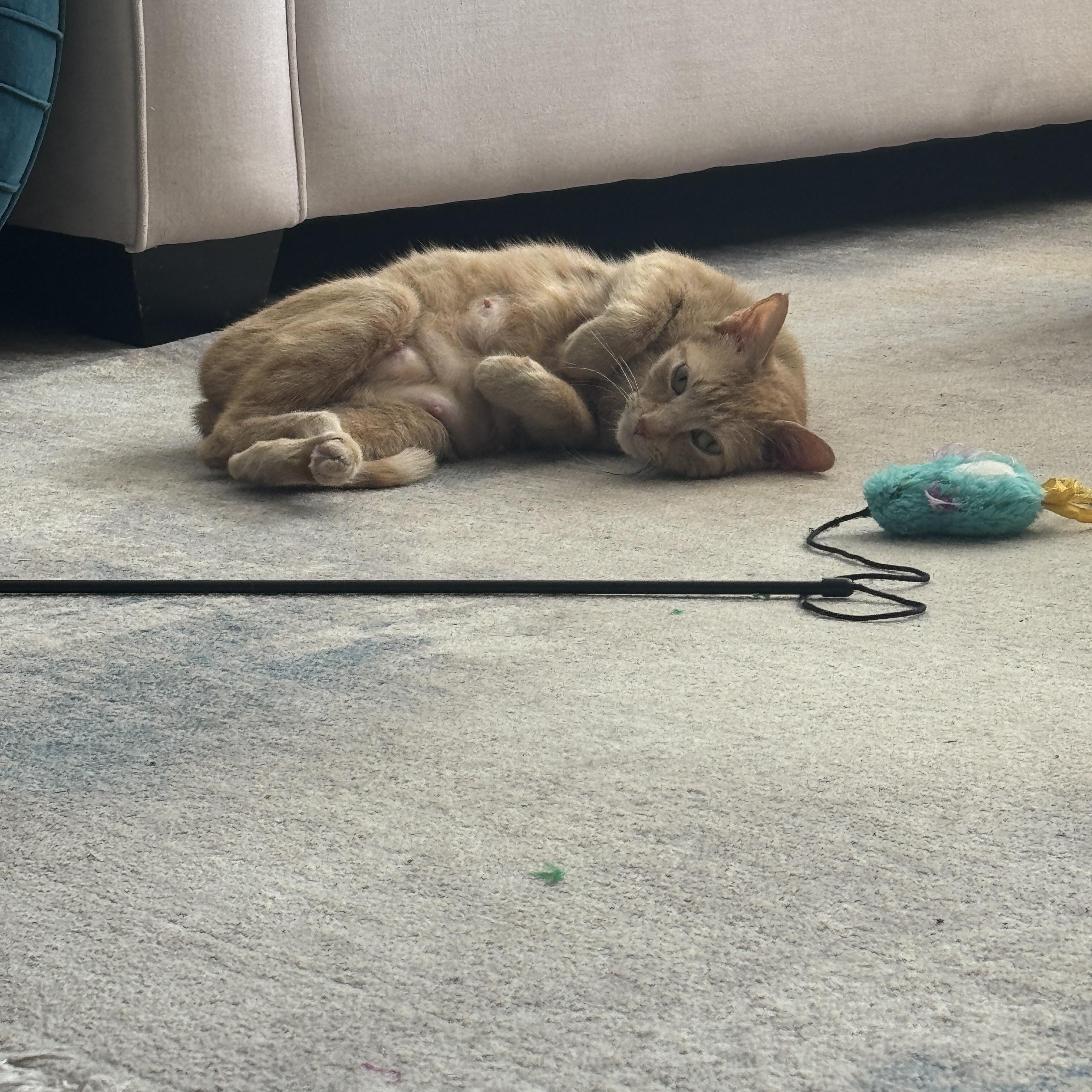 PHOENIX, a Adoptable American Shorthair in Providence , RI image 5/6