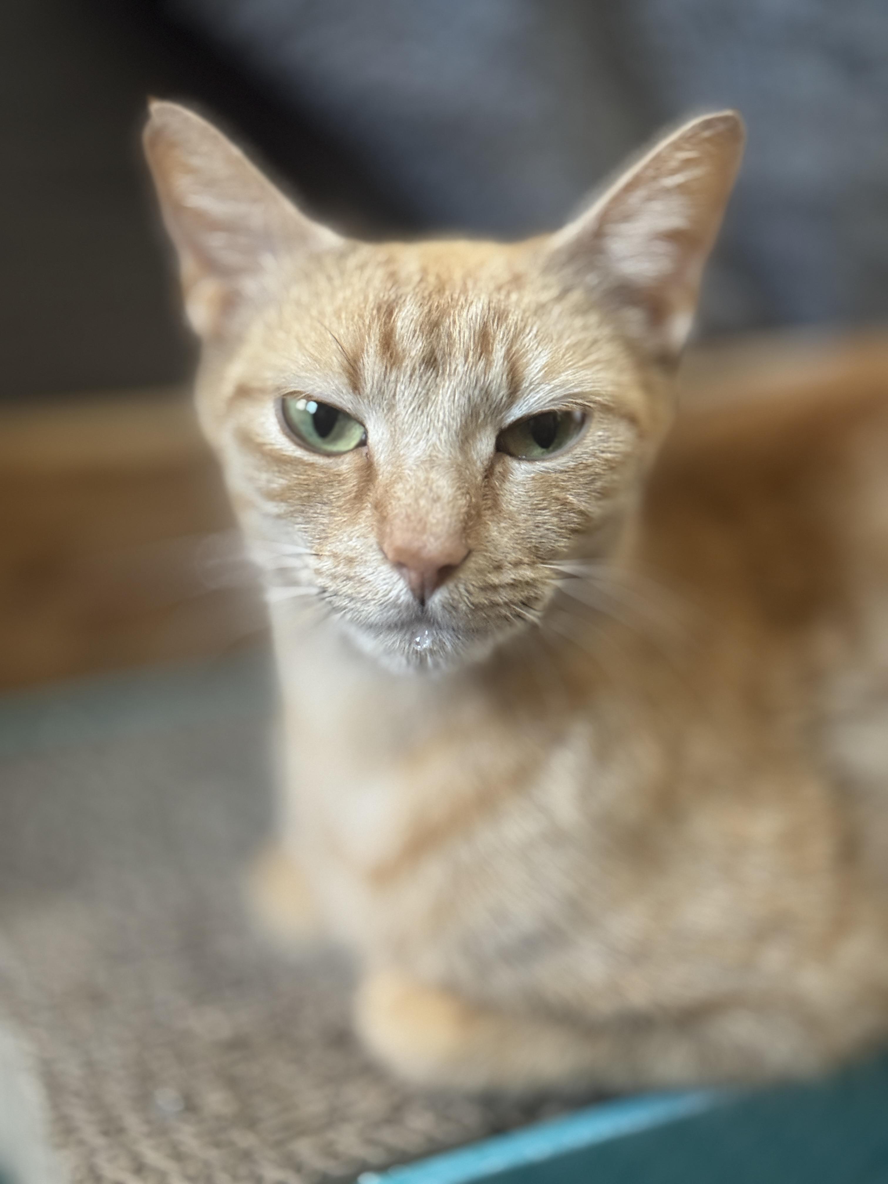 PHOENIX, a Adoptable American Shorthair in Providence , RI image 3/6