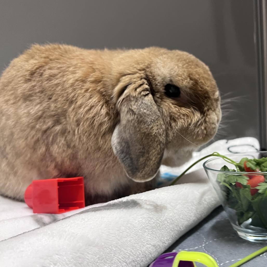 Enlarge Alfalfa, a Adoptable Holland Lop in Chesapeake, VA image 1/1
