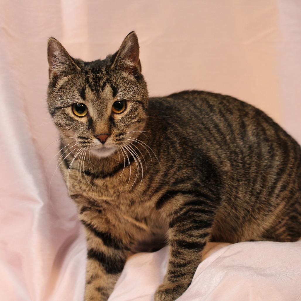 Enlarge Nermal, a Adoptable Domestic Short Hair in Orono, MN image 1/4