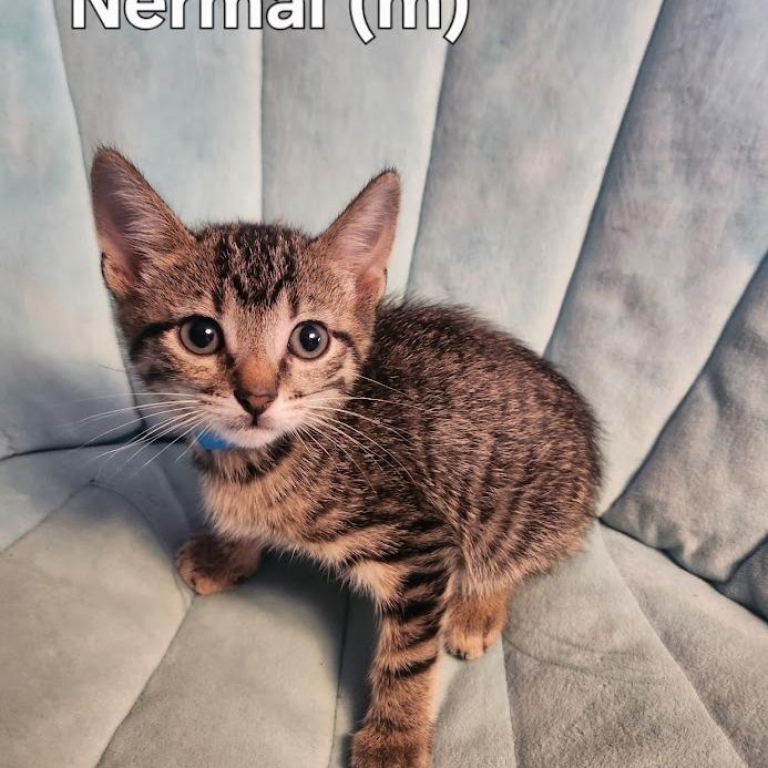 Nermal, Adoptable, Kitten Male Domestic Short Hair.