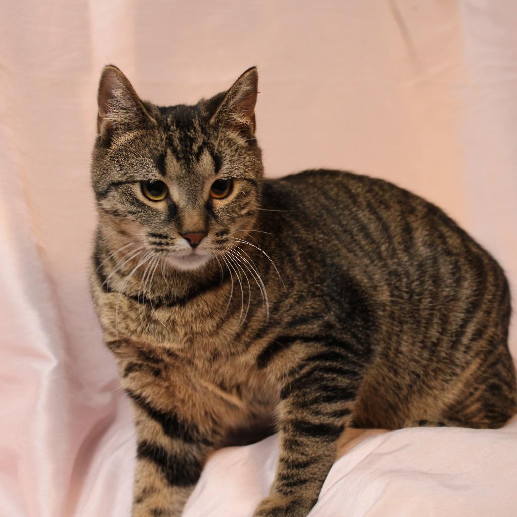 Enlarge Nermal, a Adoptable Domestic Short Hair in Orono, MN image 2/4