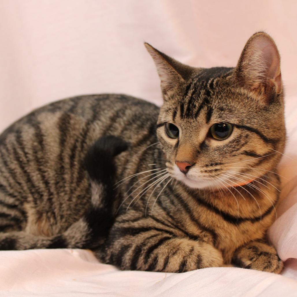 Enlarge Nermal, a Adoptable Domestic Short Hair in Hopkins, MN image 1/3