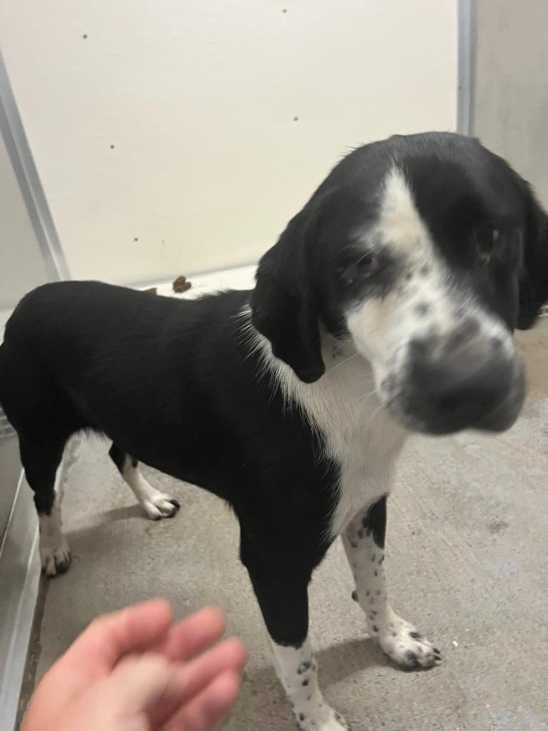Allie, Adoptable, Adult Female Hound & Mixed Breed.