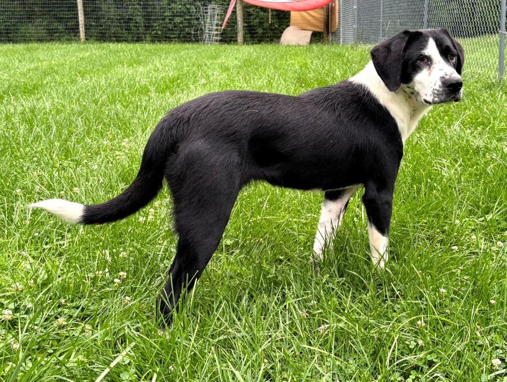 Enlarge Allie, a Adoptable mixed breed in Greencastle, IN image 2/2