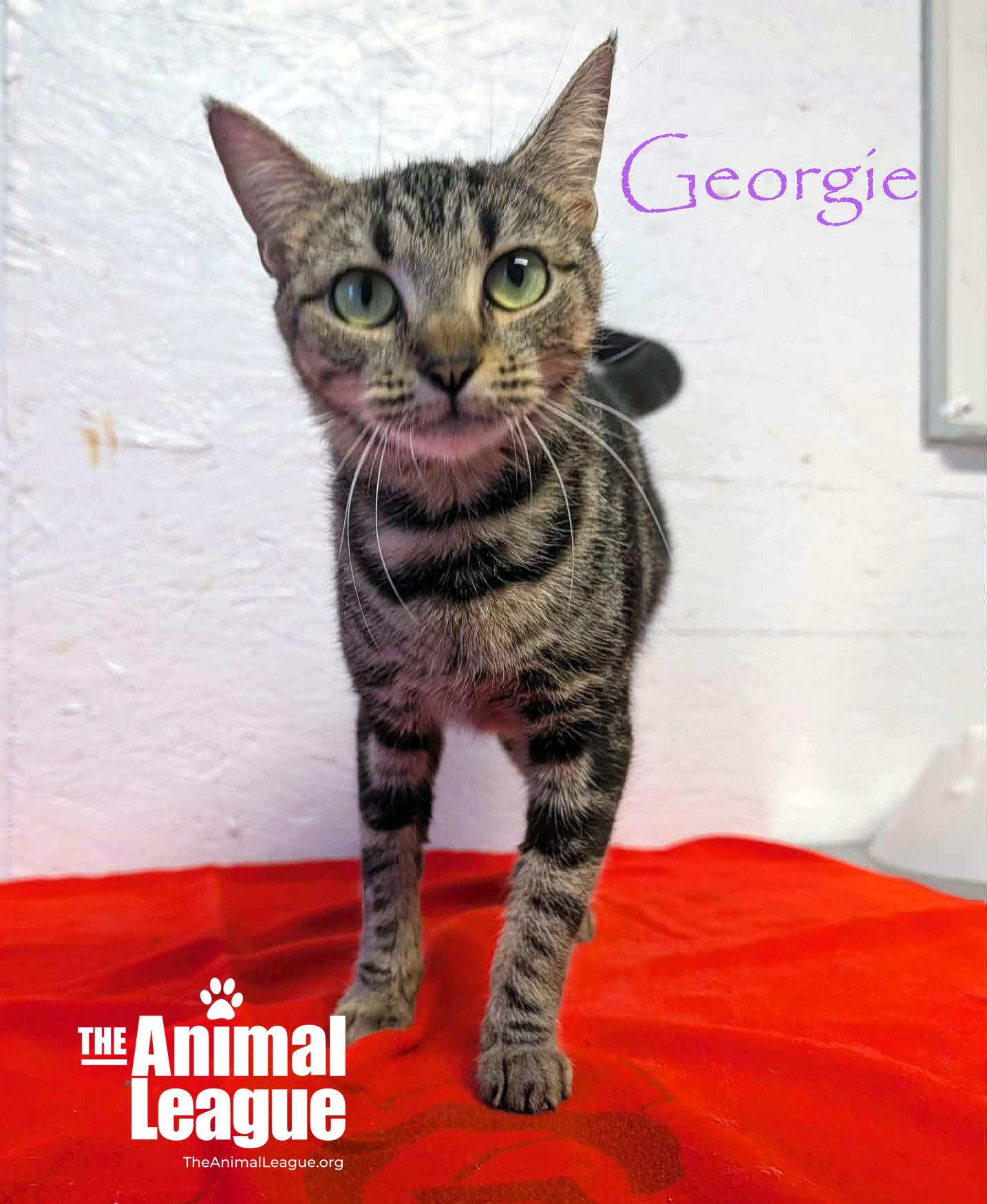 Enlarge Georgie, a Adoptable Domestic Short Hair in Groveland, FL image 3/3