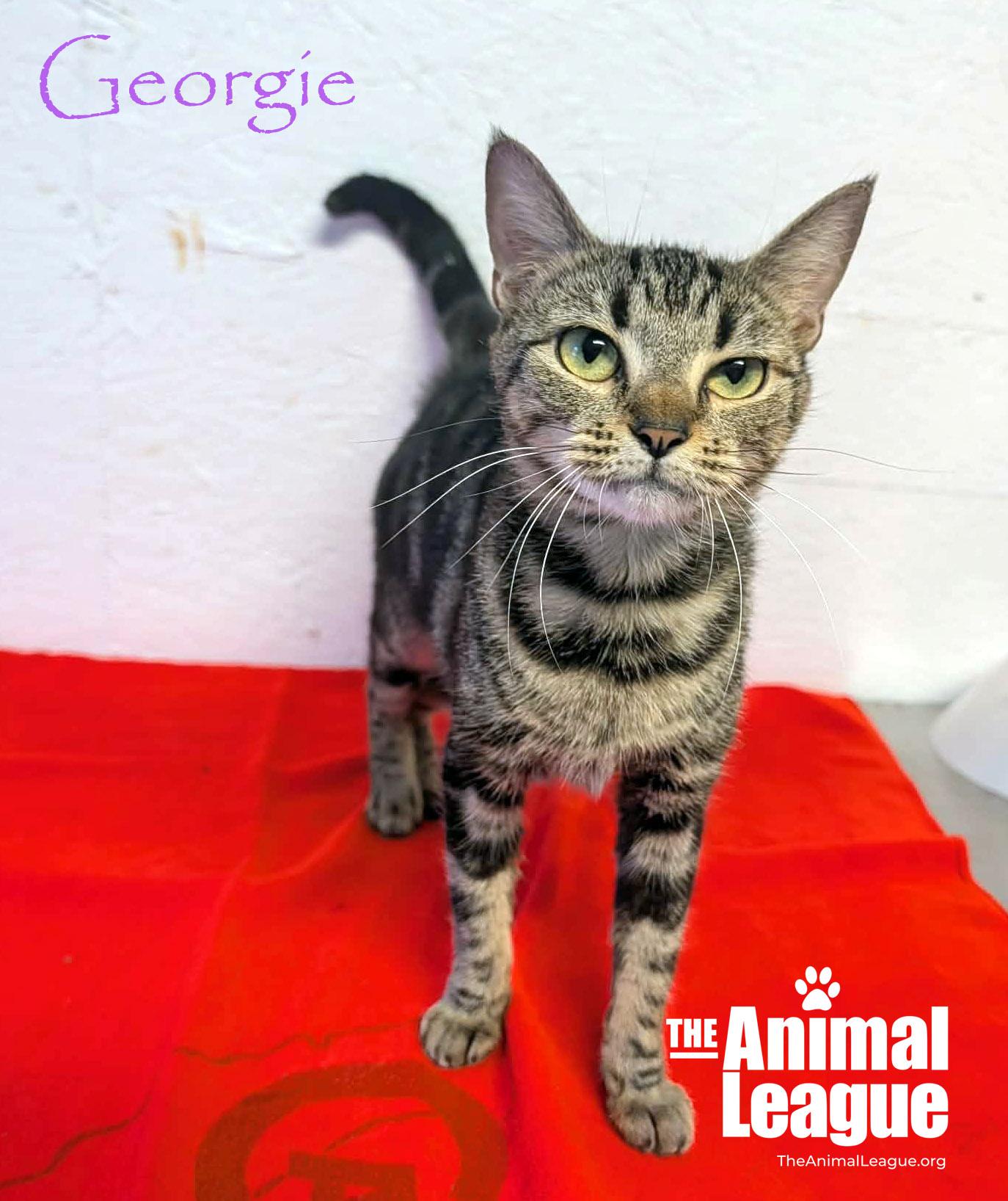 Enlarge Georgie, a Adoptable Domestic Short Hair in Groveland, FL image 2/3