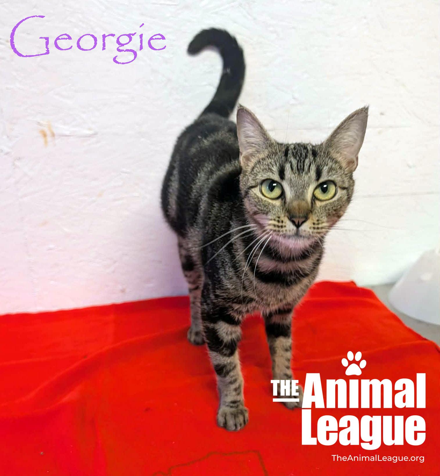 Enlarge Georgie, a Adoptable Domestic Short Hair in Groveland, FL image 1/3