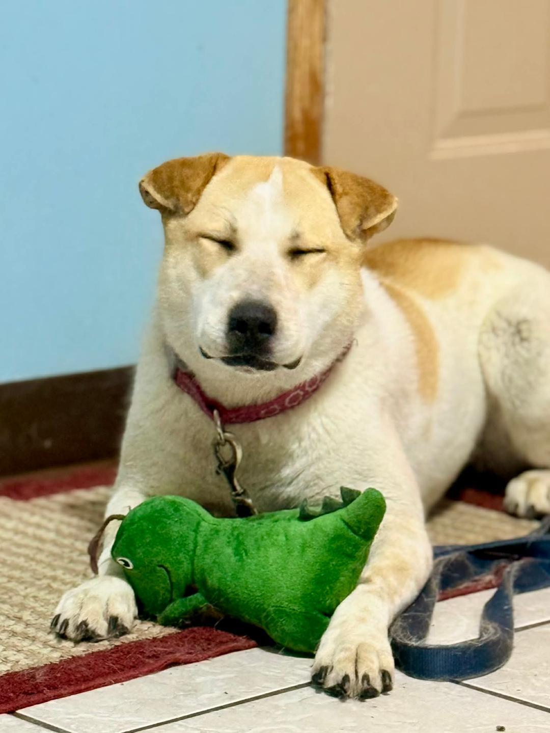 Enlarge Mango, a Adoptable mixed breed in Du Quoin, IL image 2/2