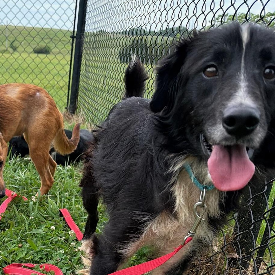 Enlarge Mr. Pickles, a ADOPTABLE mixed breed in Lebanon, TN image 6/6