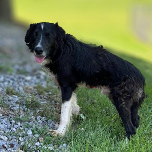 Enlarge Mr. Pickles, a ADOPTABLE mixed breed in Lebanon, TN image 5/6