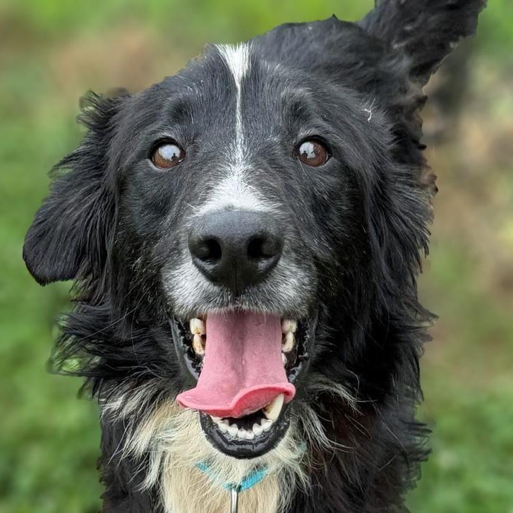 Enlarge Mr. Pickles, a ADOPTABLE mixed breed in Lebanon, TN image 1/6