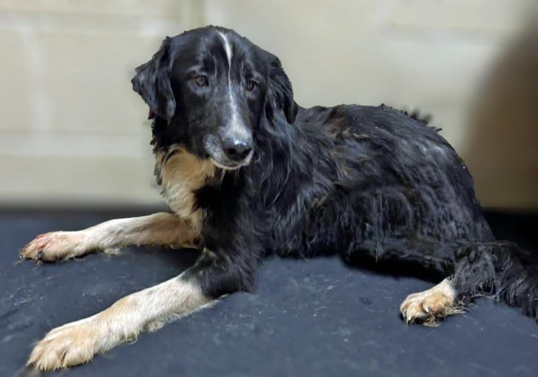 Enlarge Mr. Pickles, a ADOPTABLE mixed breed in Lebanon, TN image 2/6