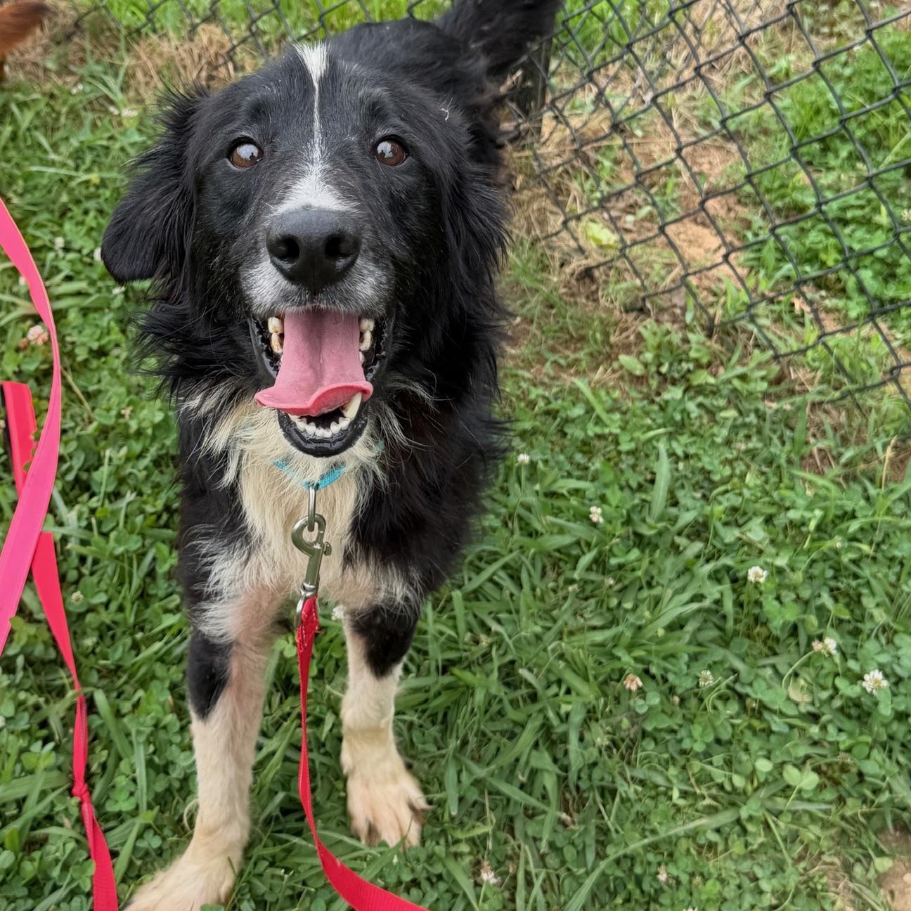 Enlarge Mr. Pickles, a ADOPTABLE mixed breed in Lebanon, TN image 4/6