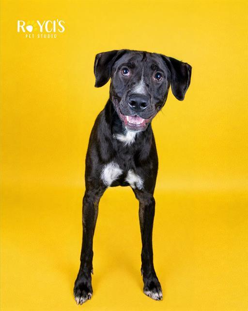 Enlarge FORKY, a Adoptable mixed breed in West Valley City, UT image 2/2