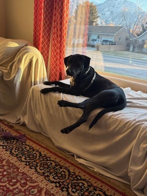 FORKY, Adoptable, Adult Male Labrador Retriever & Pit Bull Terrier.