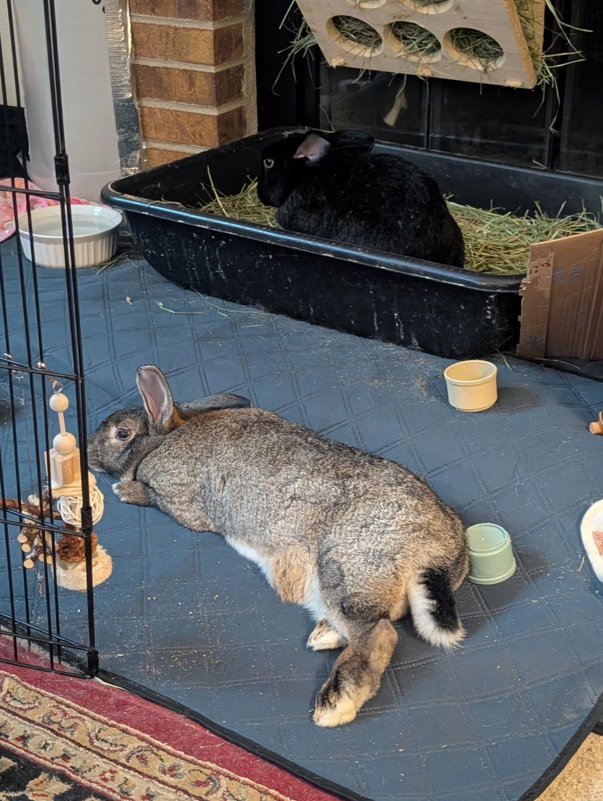 Boots and Daisy, a ADOPTABLE American in Brighton, CO image 3/3