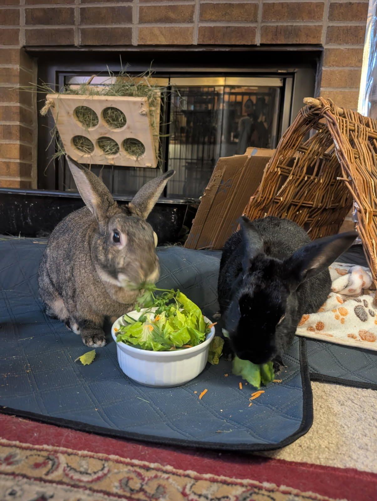 Boots and Daisy, a ADOPTABLE American in Brighton, CO image 2/3