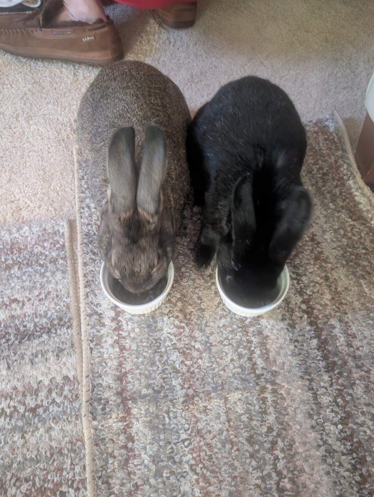 Boots and Daisy, ADOPTABLE, Adult Male American.