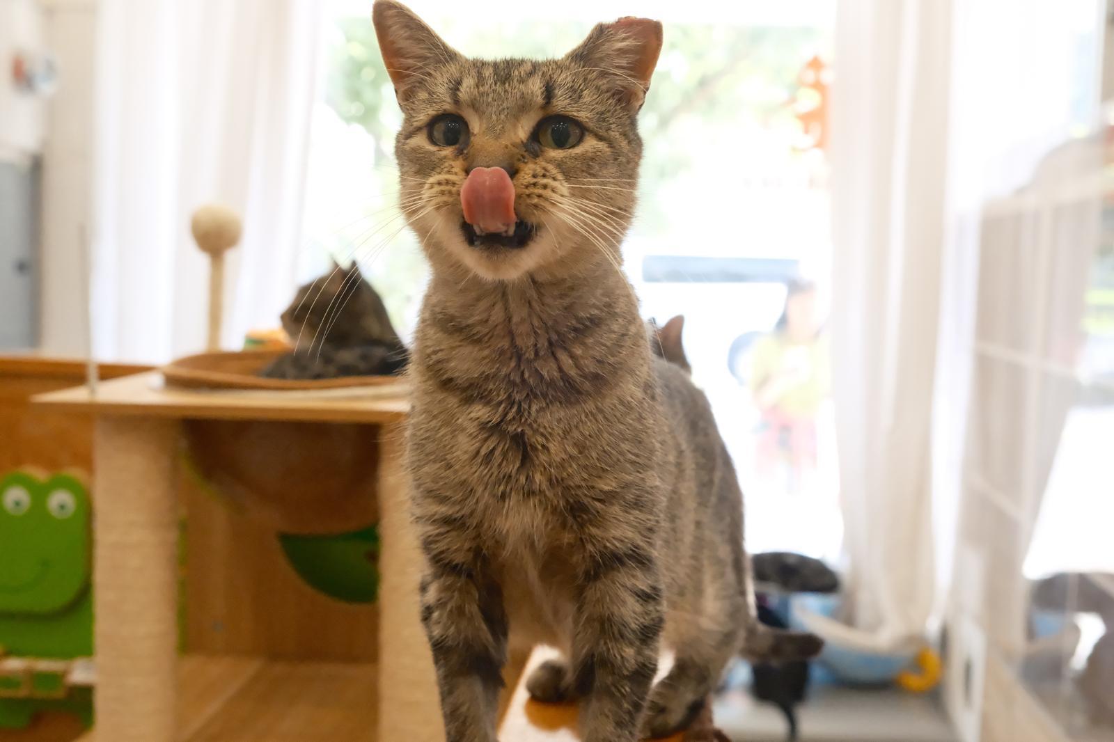 Enlarge Gale, a Adoptable Domestic Short Hair in South Ozone Park, NY image 4/6