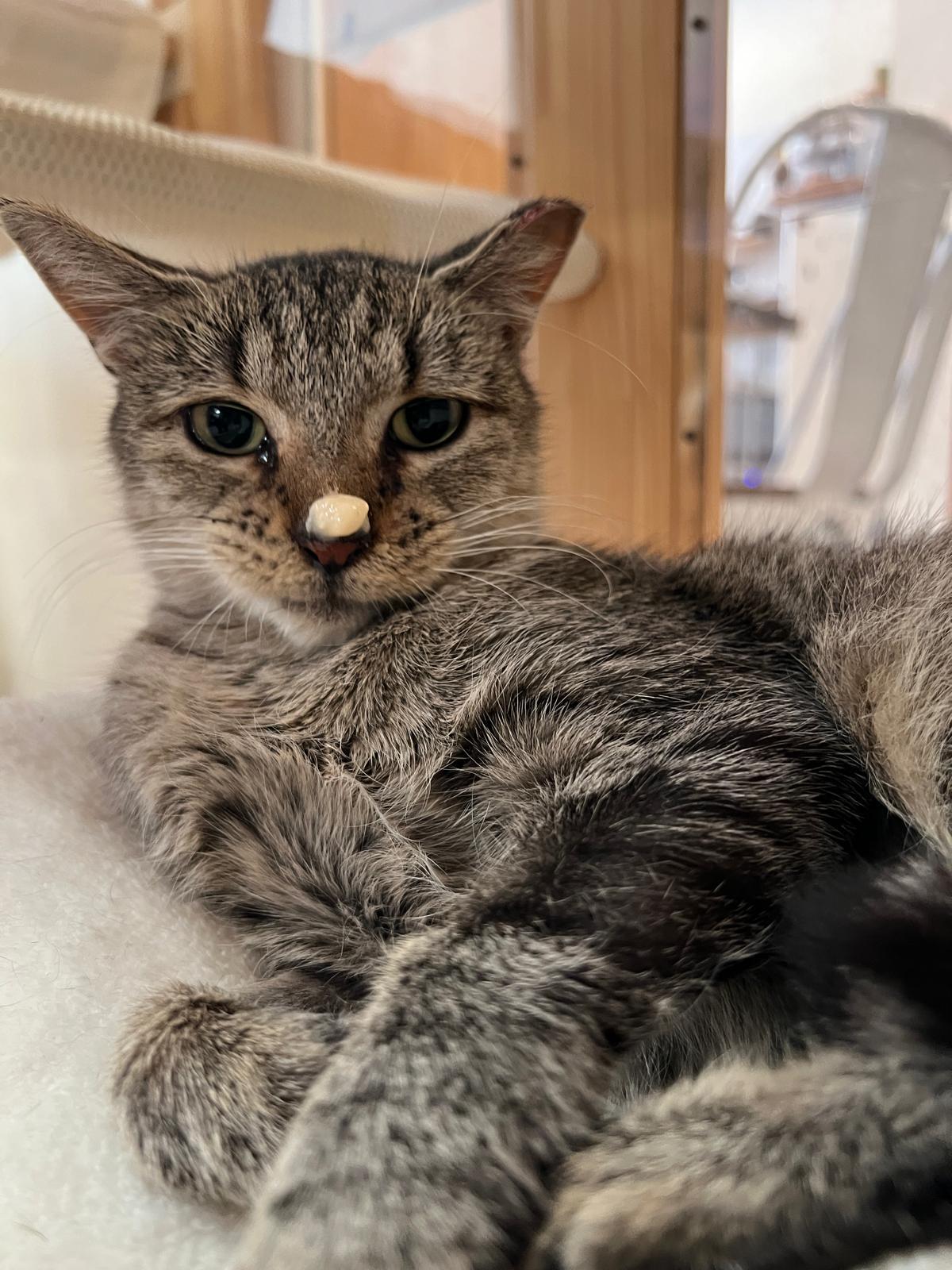 Gale, Adoptable, Young Female Domestic Short Hair.