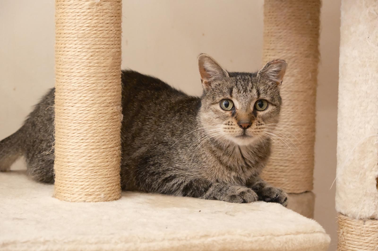 Enlarge Gale, a Adoptable Domestic Short Hair in South Ozone Park, NY image 5/6