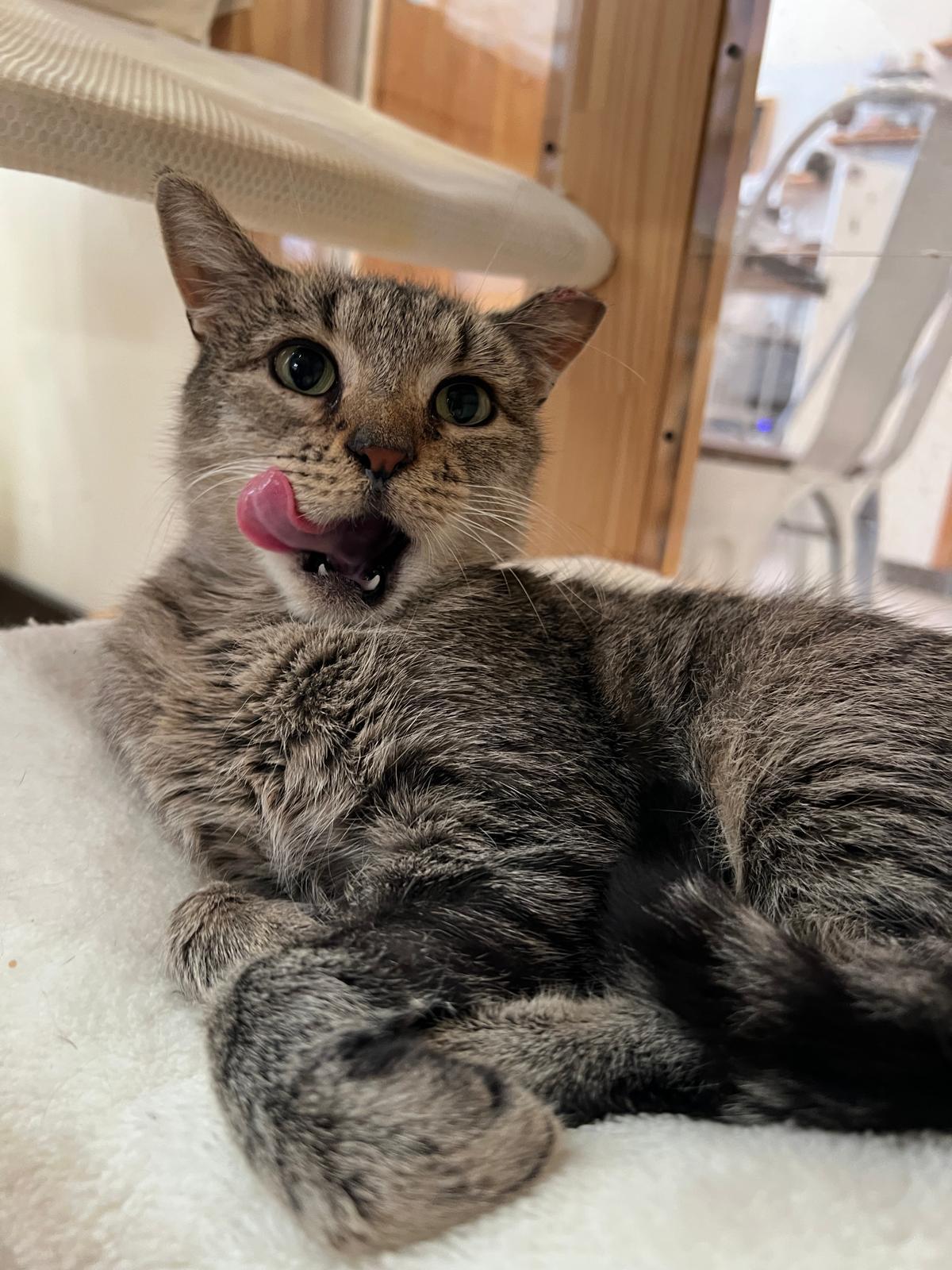 Enlarge Gale, a Adoptable Domestic Short Hair in South Ozone Park, NY image 2/6