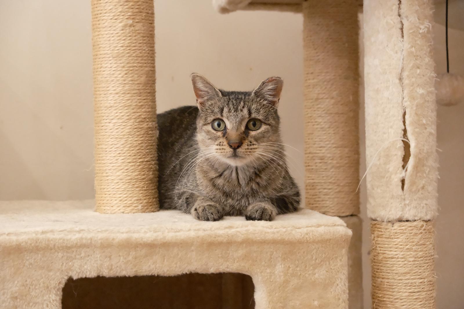 Enlarge Gale, a Adoptable Domestic Short Hair in South Ozone Park, NY image 3/6