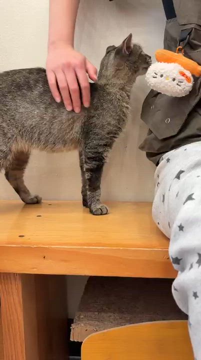 Enlarge Gale, a Adoptable Domestic Short Hair in South Ozone Park, NY video 6/6