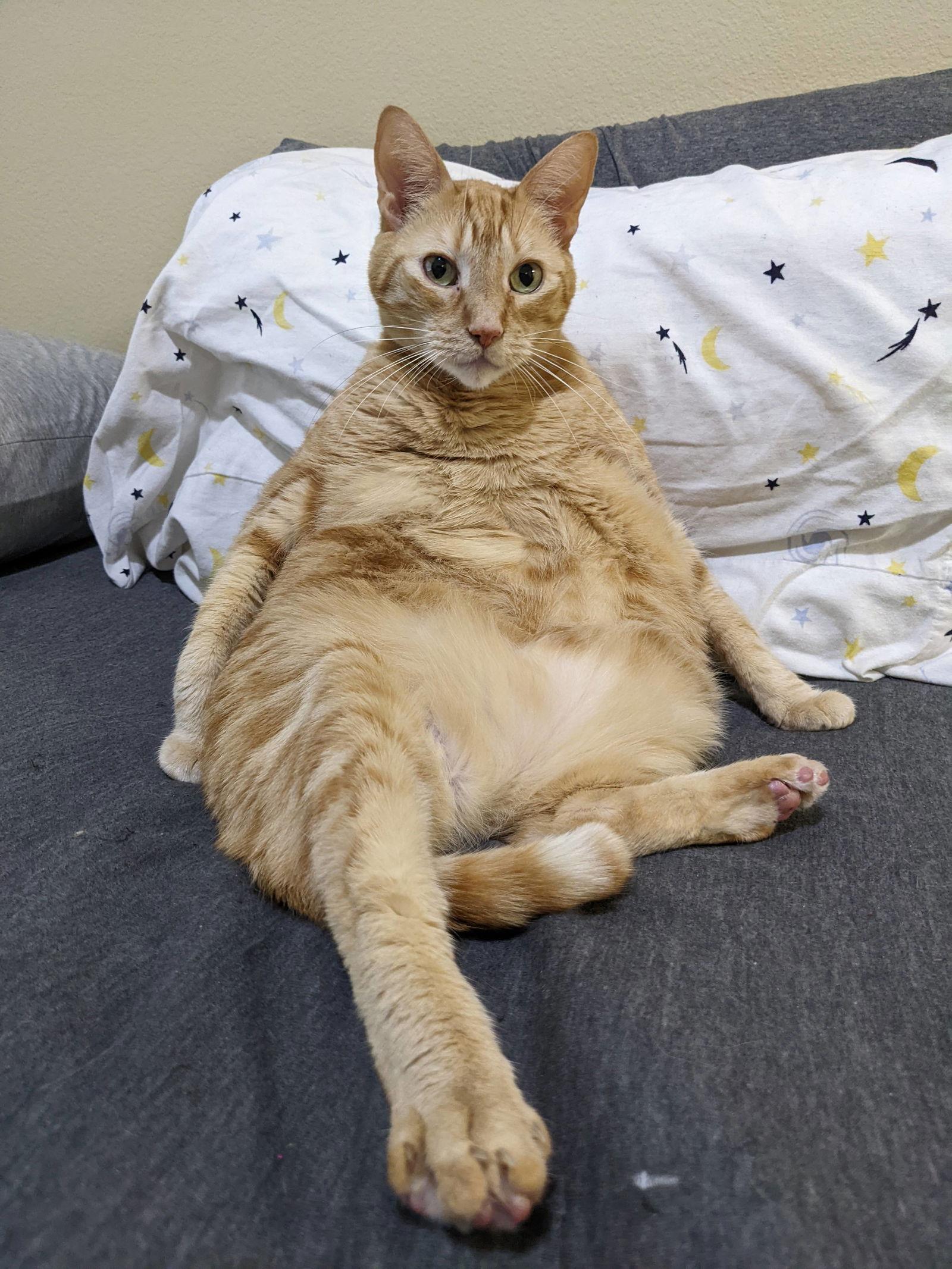 George + Fred, Adoptable, Adult Male Domestic Short Hair.