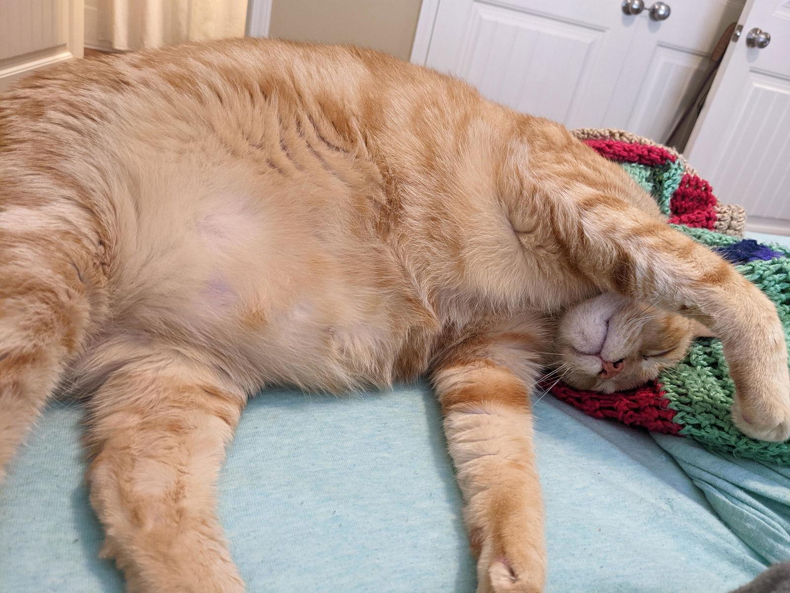 Enlarge George + Fred, a Adoptable Domestic Short Hair in Davis, CA image 2/3