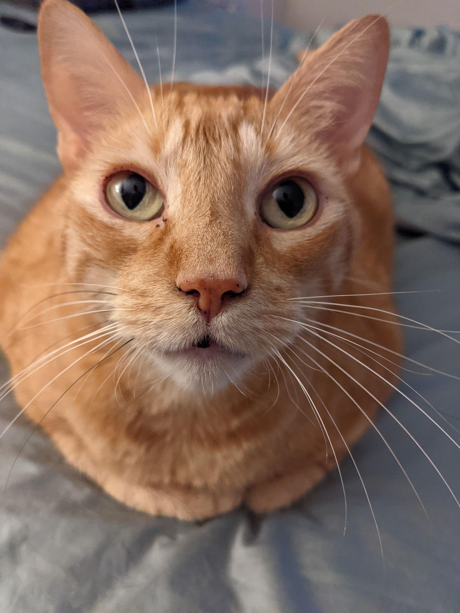 Enlarge George + Fred, a Adoptable Domestic Short Hair in Davis, CA image 3/3