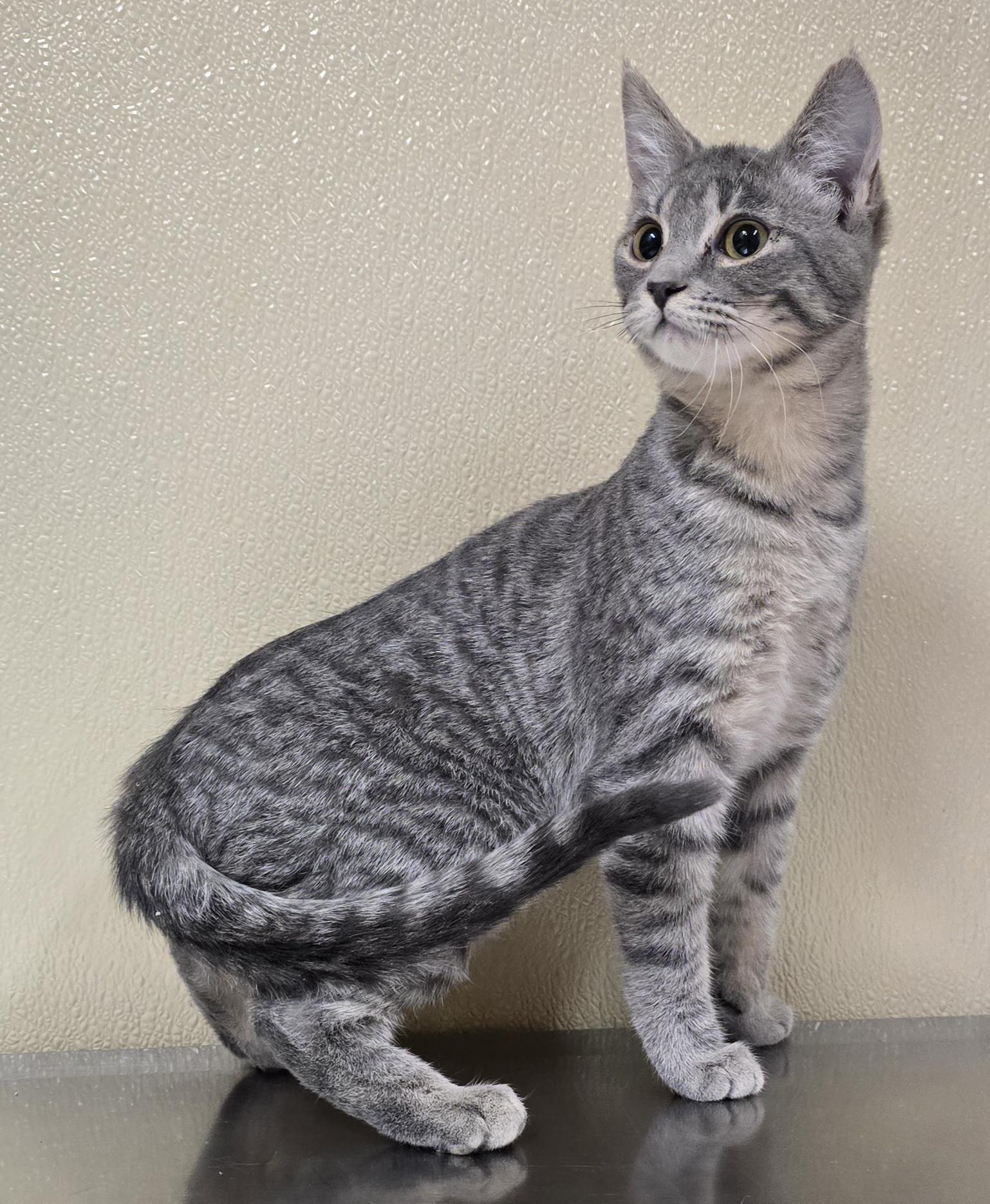 Fiona, adopted, Kitten Female Domestic Short Hair.