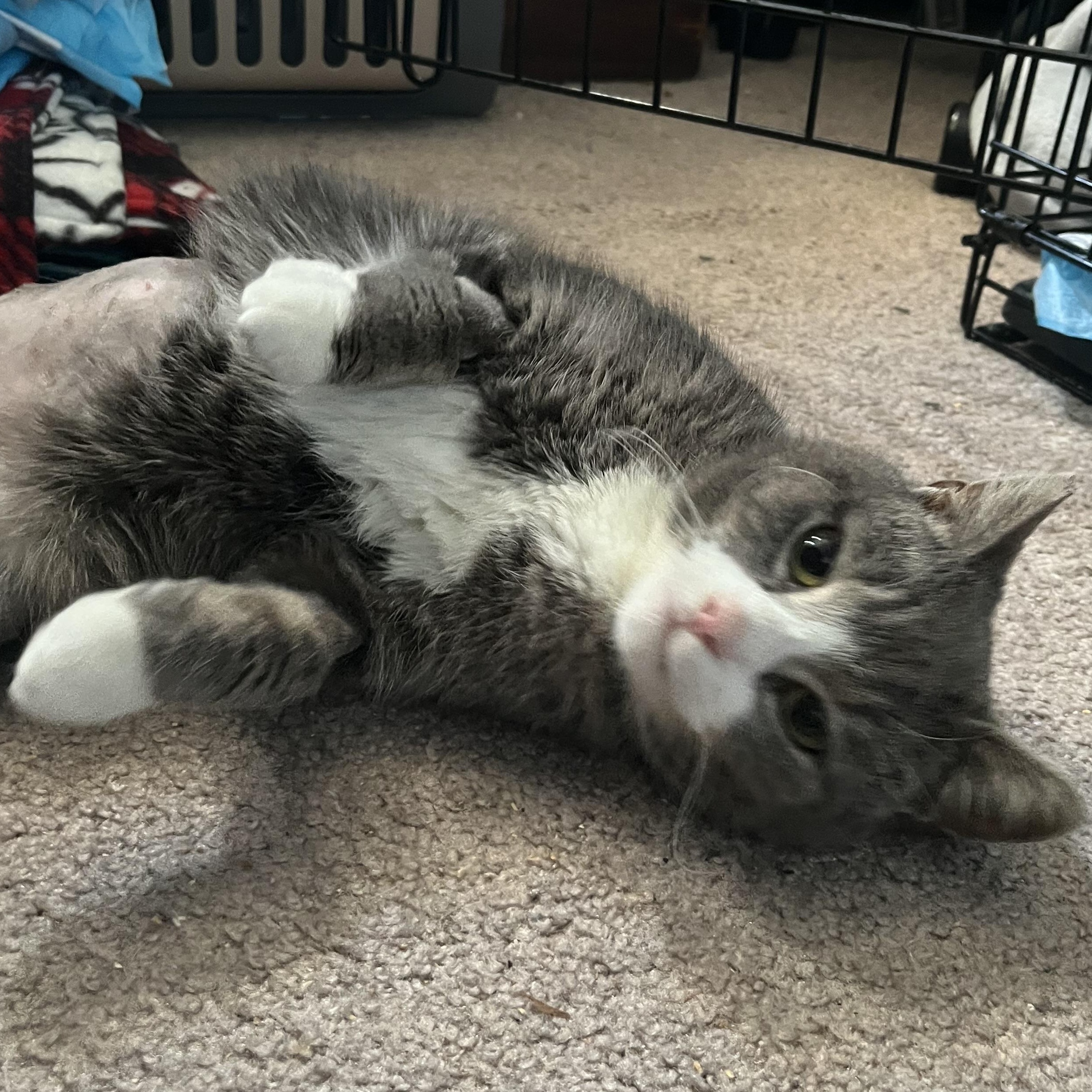 Setzer, a ADOPTABLE Domestic Short Hair in Elkton, MD image 4/5