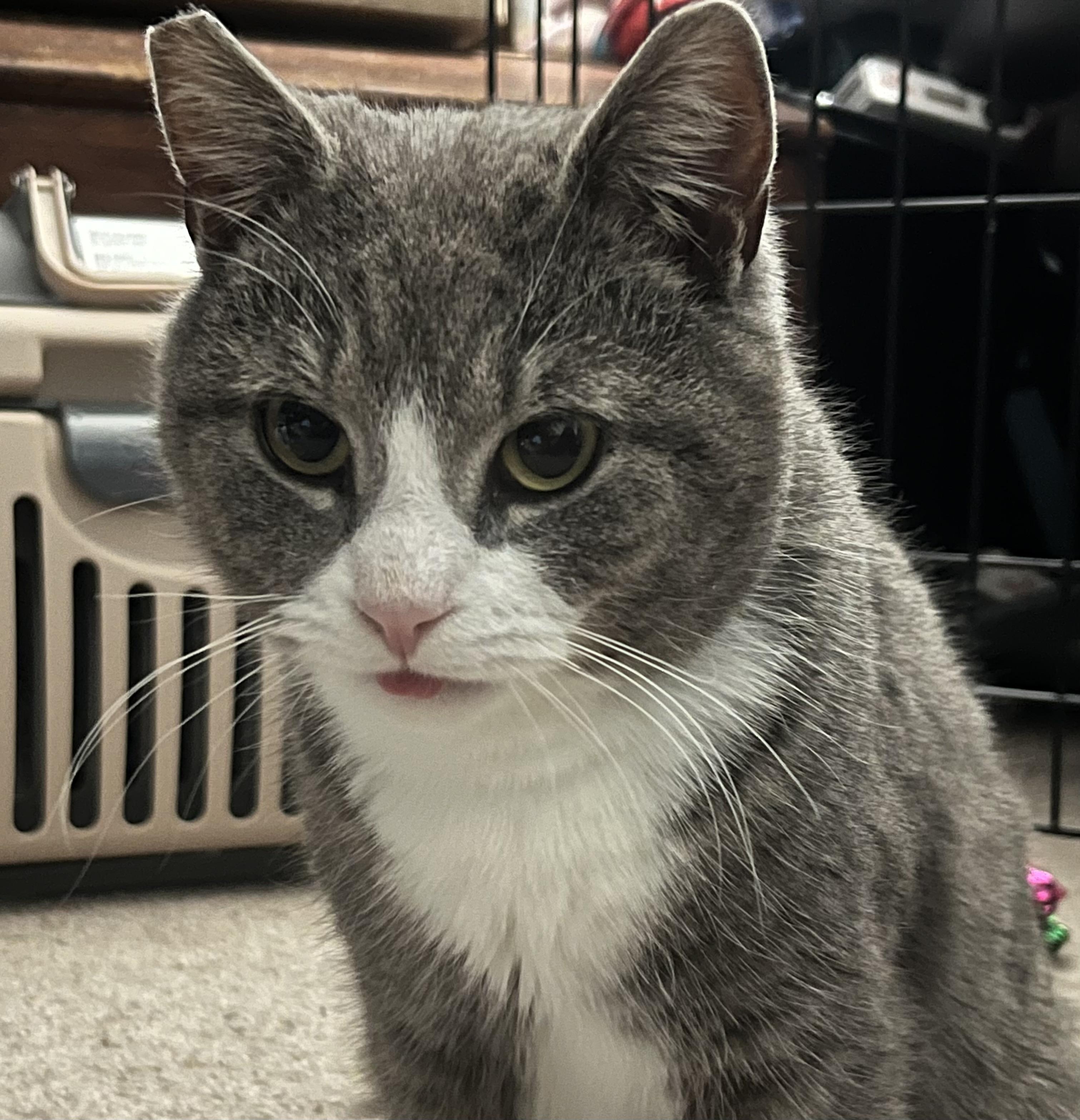 Setzer, a ADOPTABLE Domestic Short Hair in Elkton, MD image 2/5