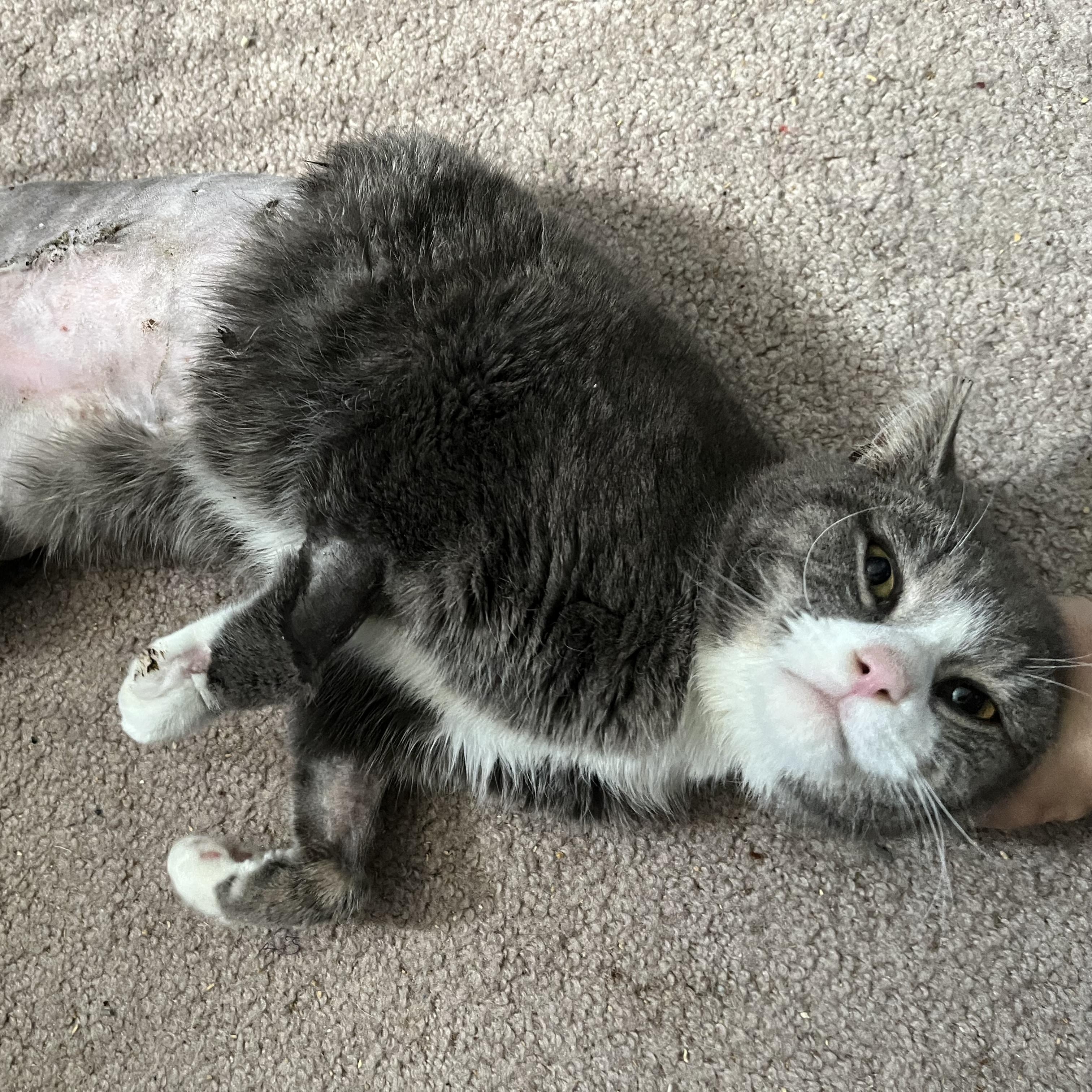 Setzer, a ADOPTABLE Domestic Short Hair in Elkton, MD image 5/5