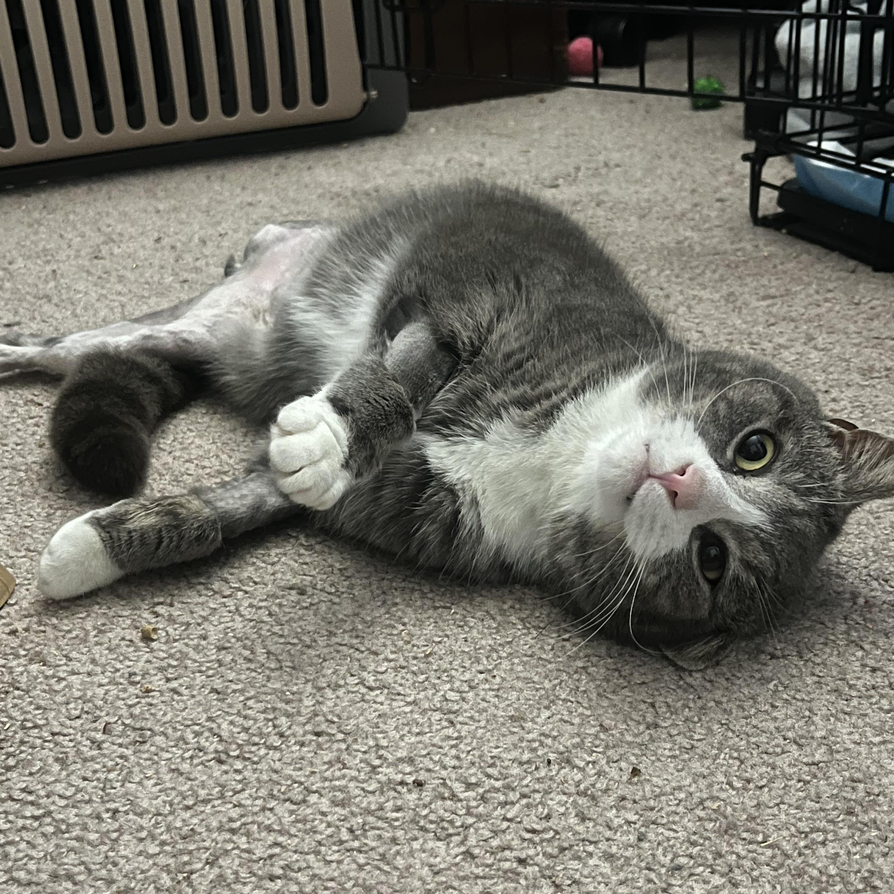 Setzer, a ADOPTABLE Domestic Short Hair in Elkton, MD image 3/5