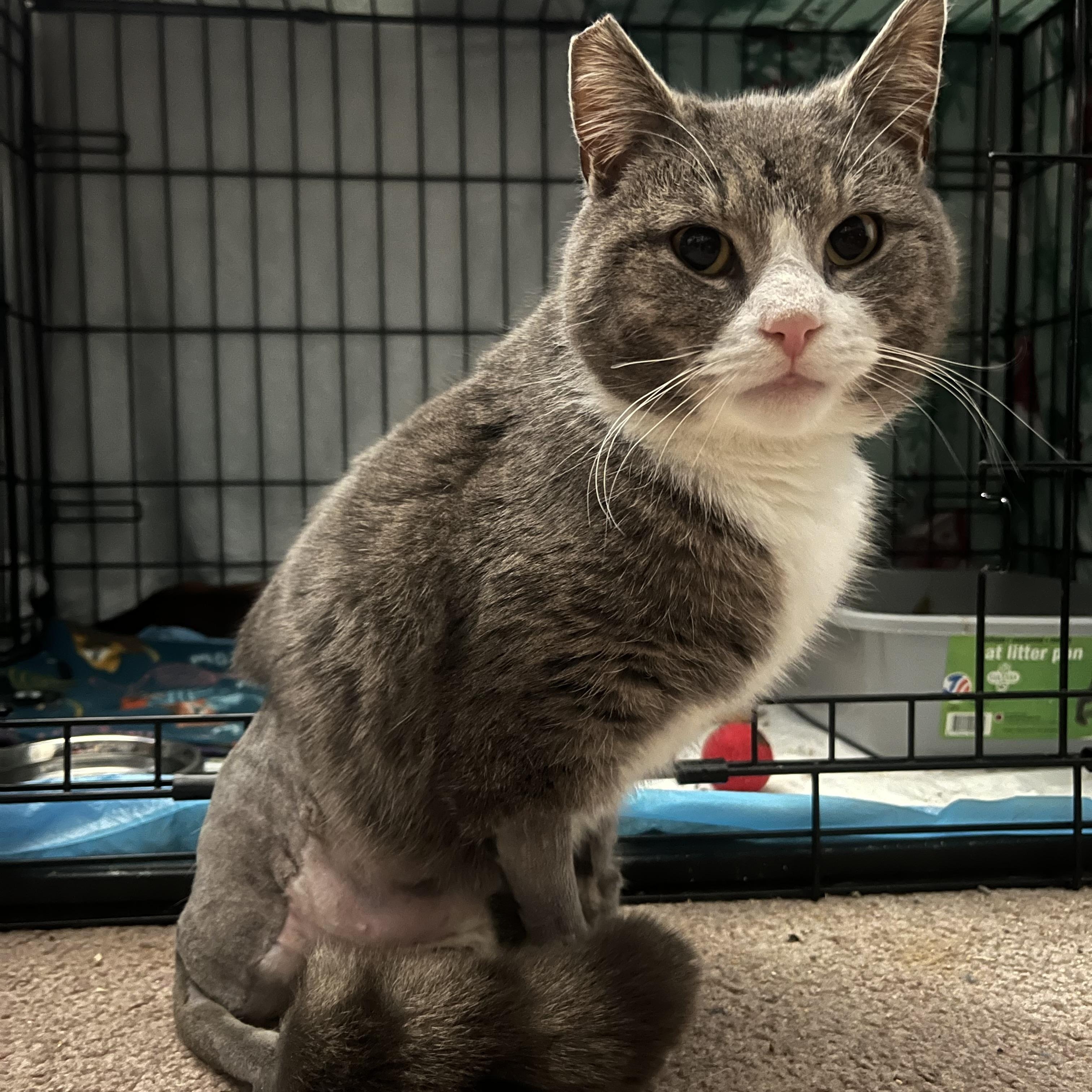 Setzer, a ADOPTABLE Domestic Short Hair in Elkton, MD image 1/5