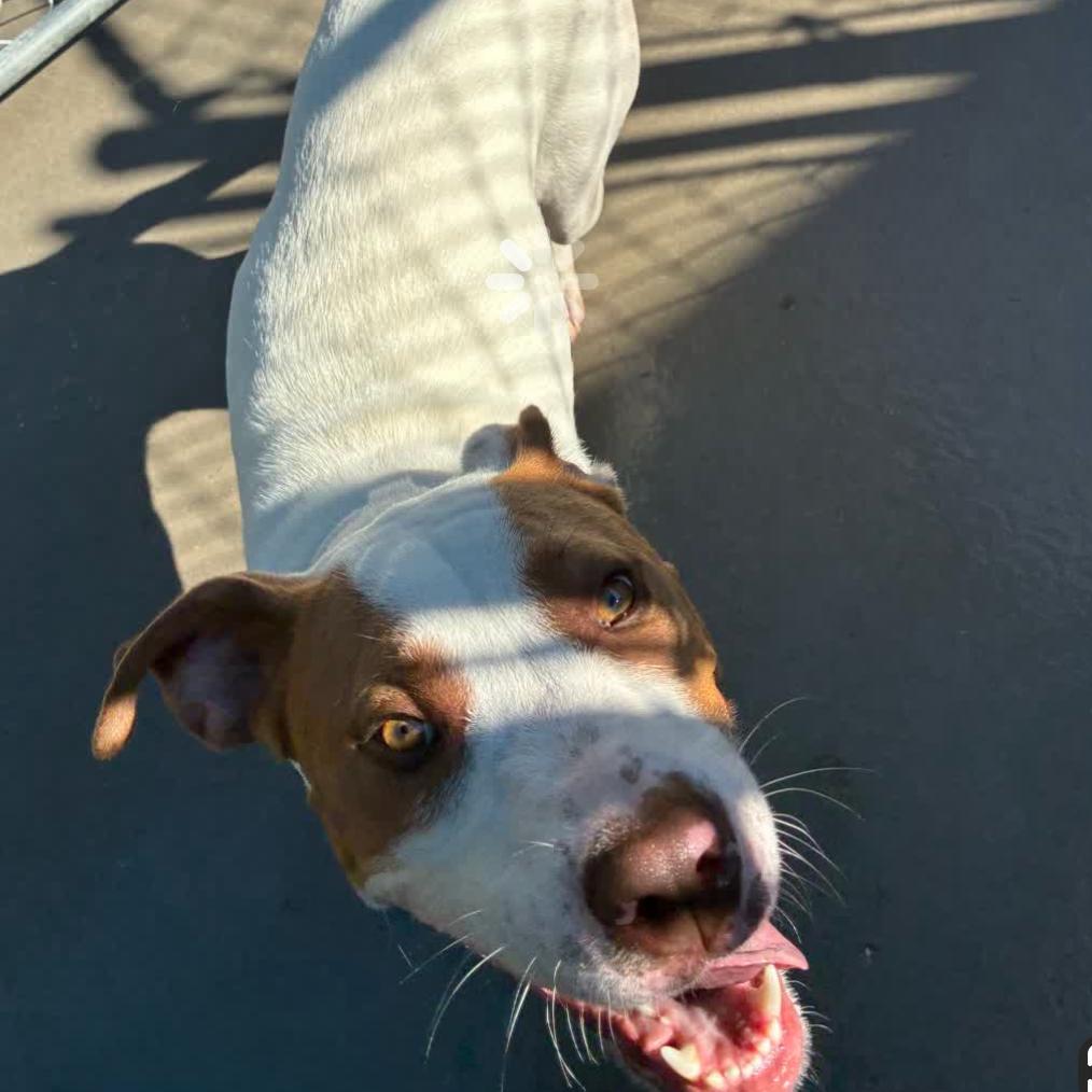 Benny Hill, Adoptable, Adult Male Mixed Breed.