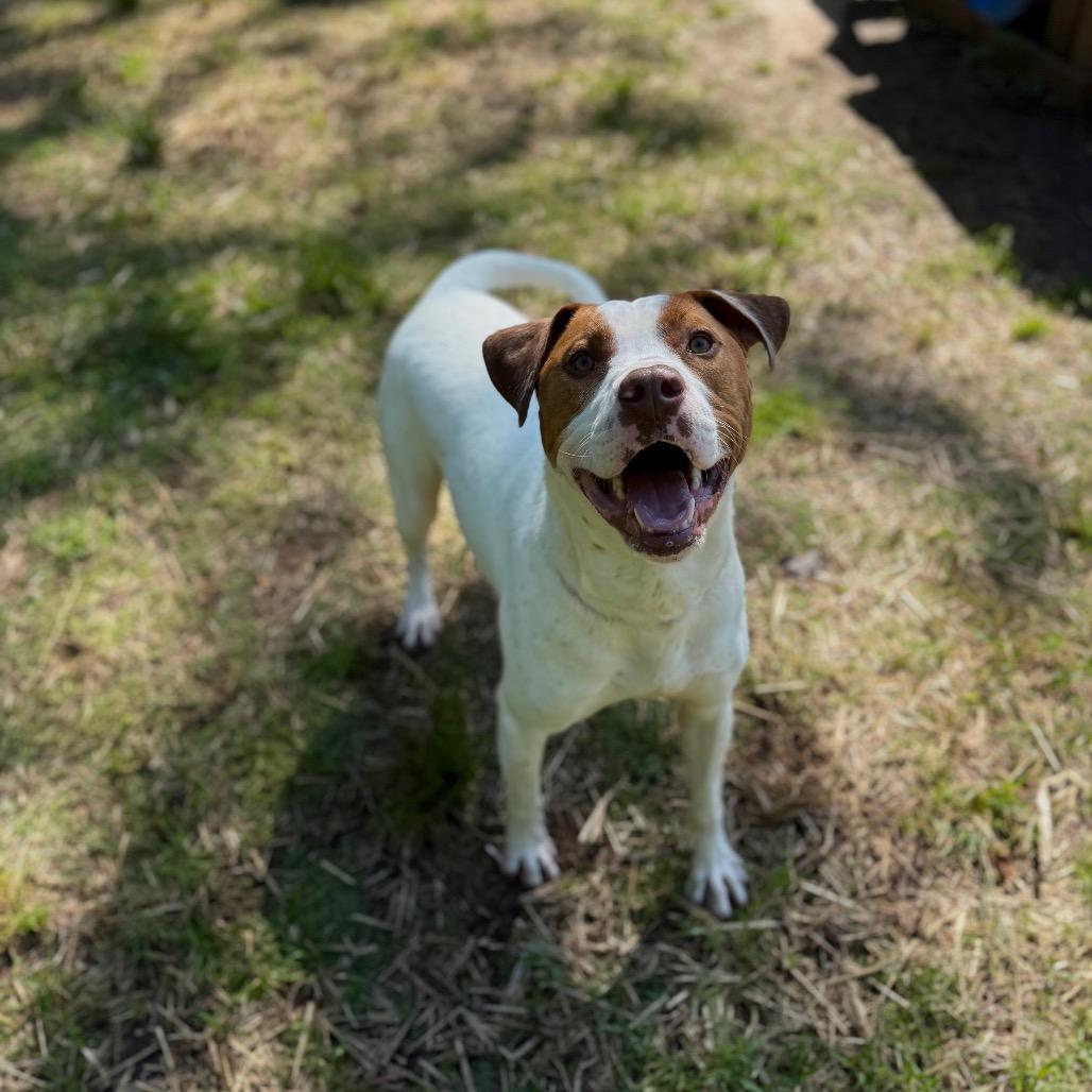 Benny Hill, a Adoptable Mixed Breed in Red House, WV image 2/3